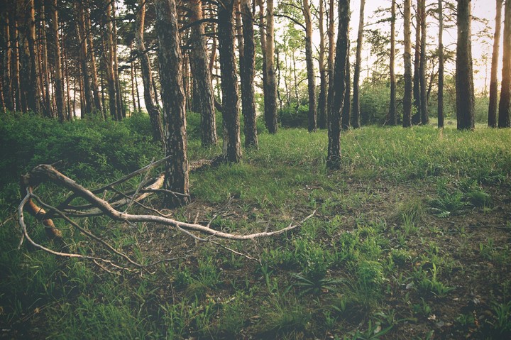 nature