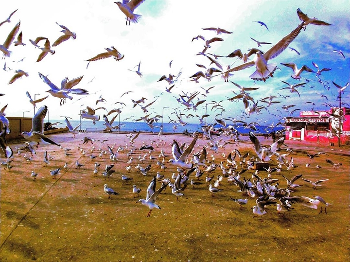 bird