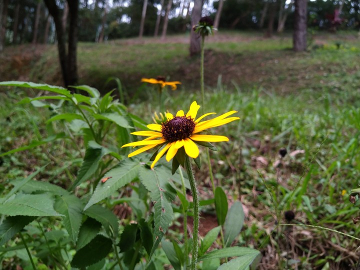 Nature Blast