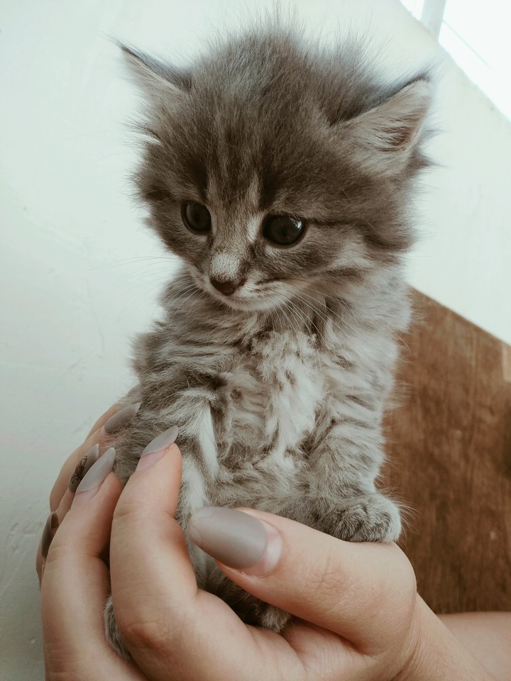 Cute kitten