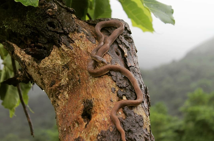 snake