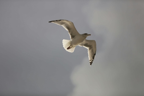 gull ×××