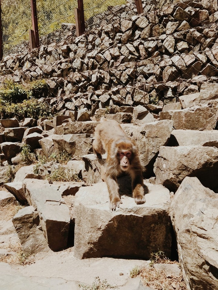 ape ♡