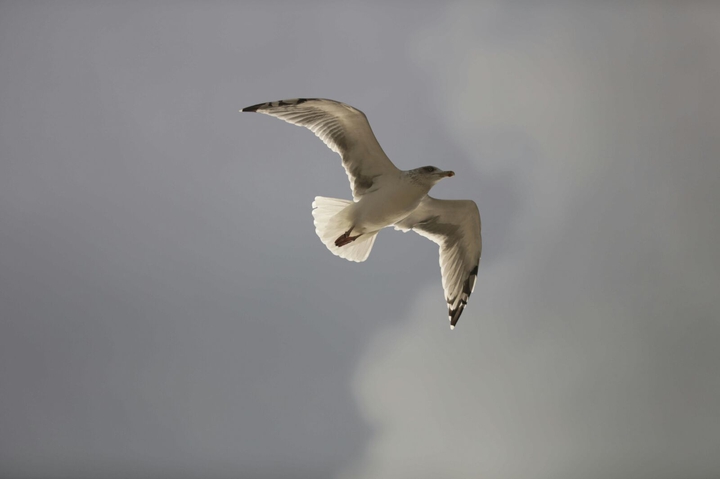 gull ×××