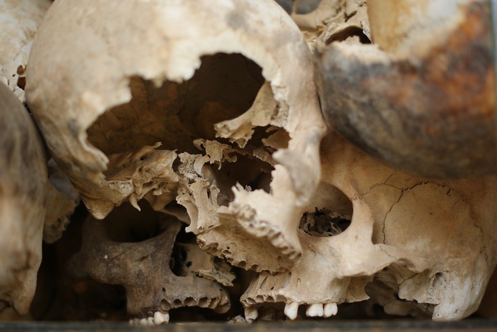 Human Skeleton