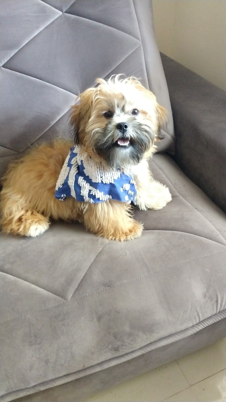 Dog