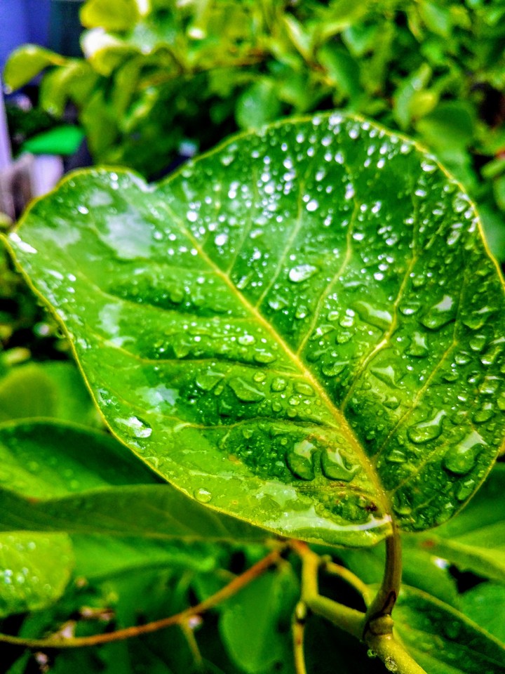 droplets