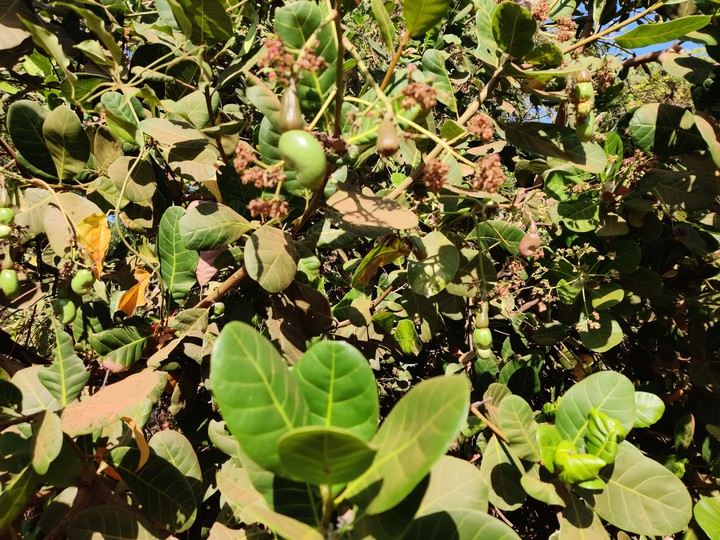 Cashew tree