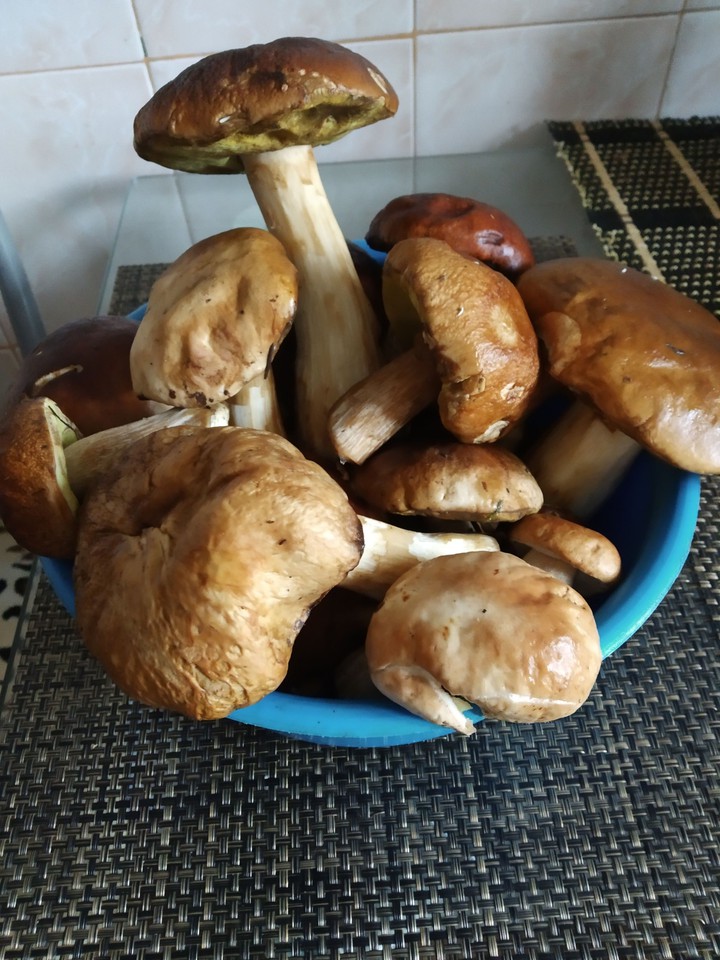 Грибы