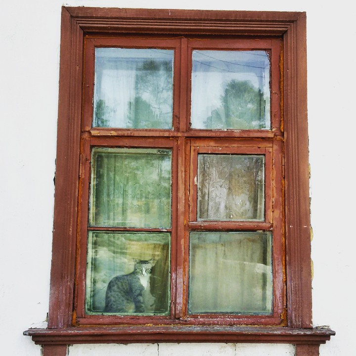 Cat and window.