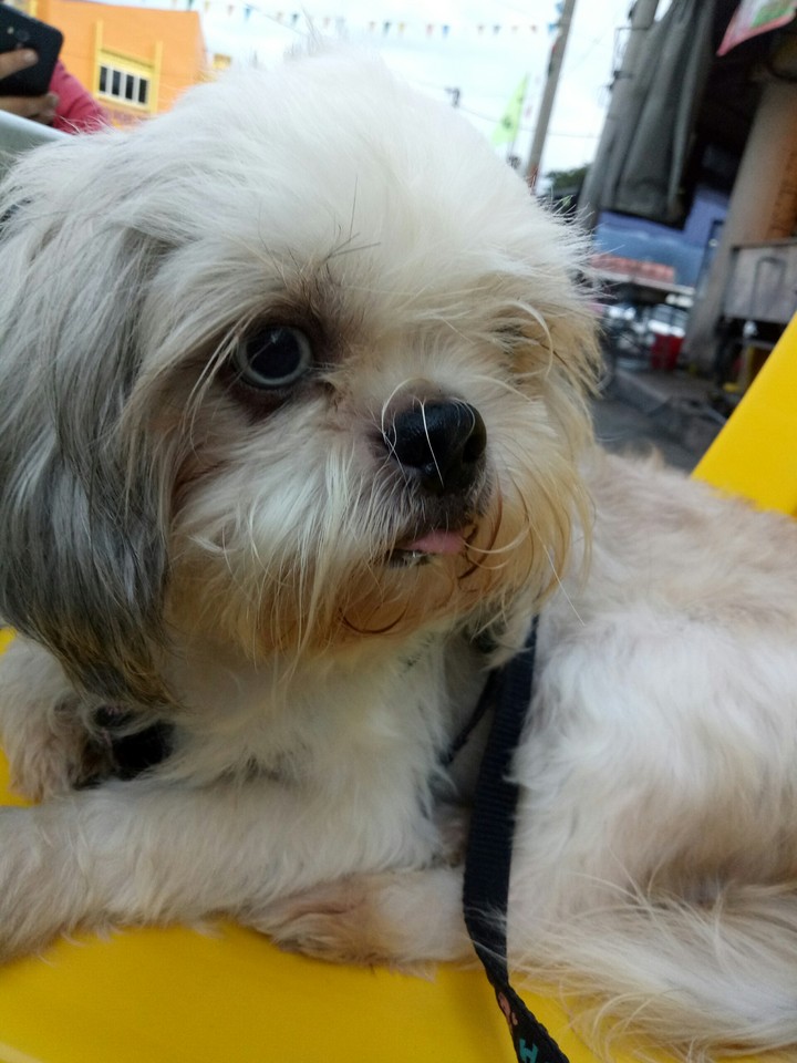 我的爱犬