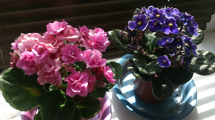 violets
