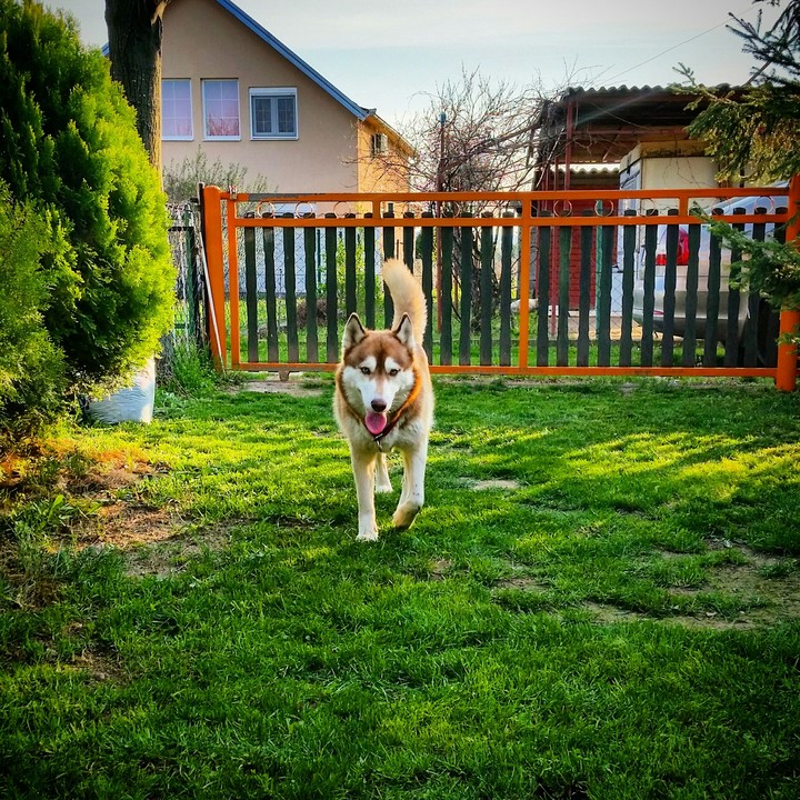 Una the husky