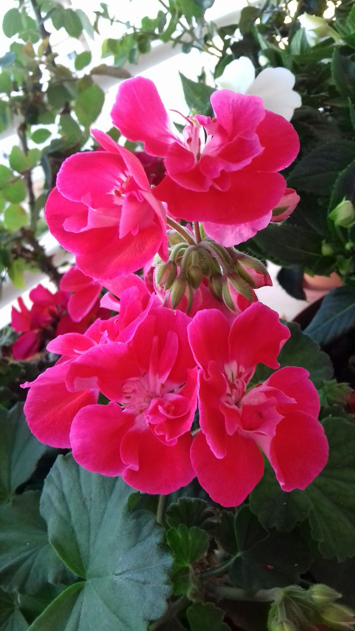 Do yOu LikE mY flOweRs?