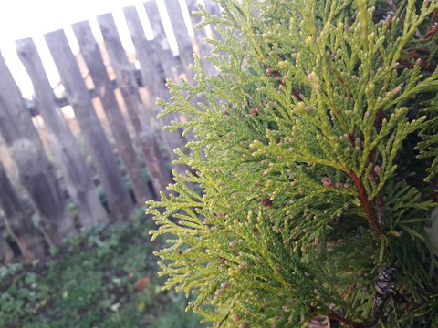 evergreen, branch Hintergrundbilder