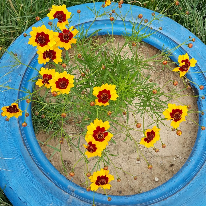 Sweet flowers