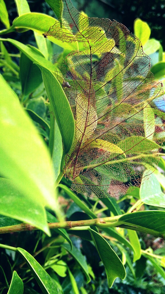 dead leaf