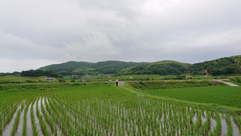 Rice field