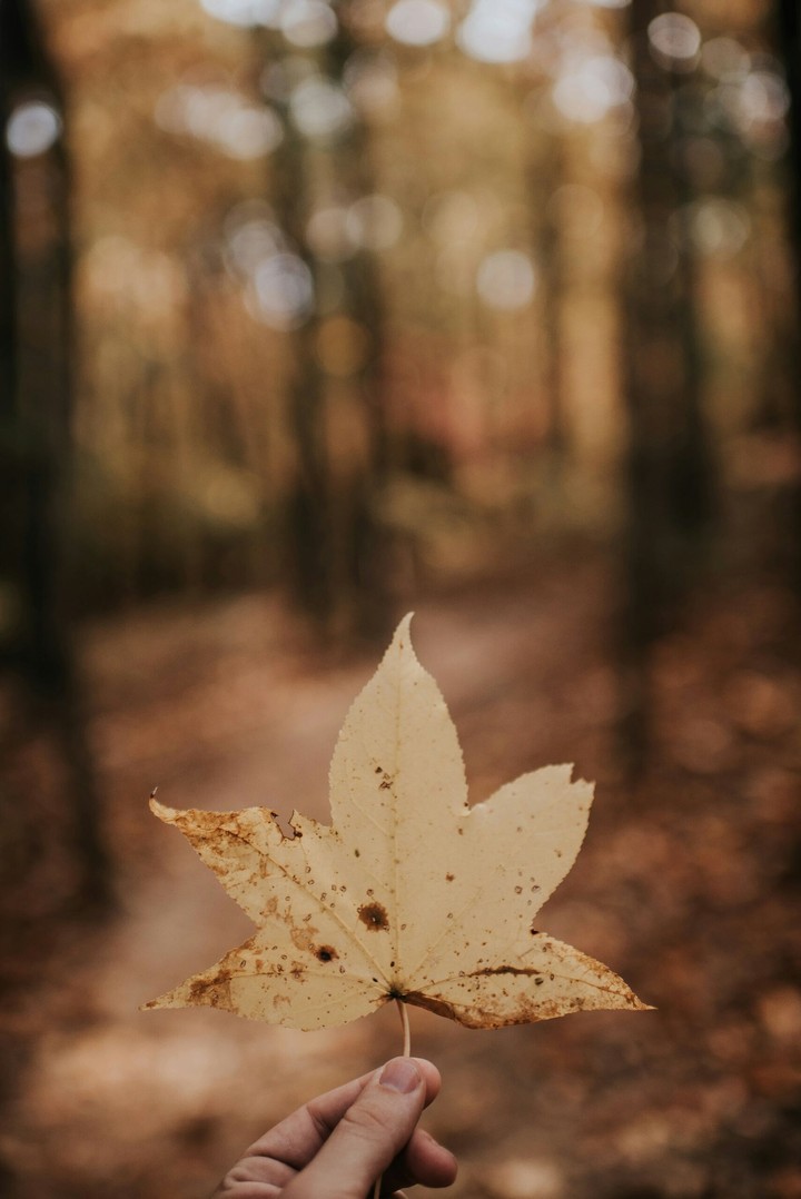 Focused leaf