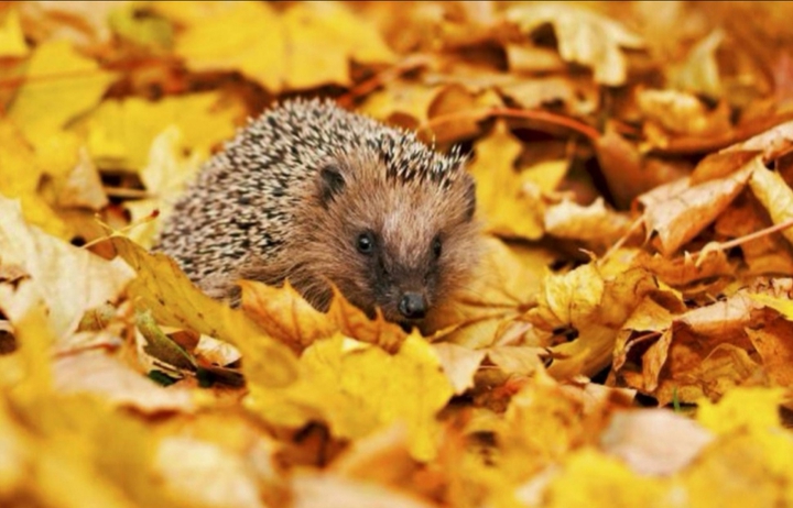 hedgehod