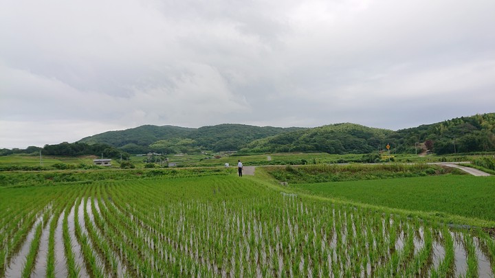 Rice field
