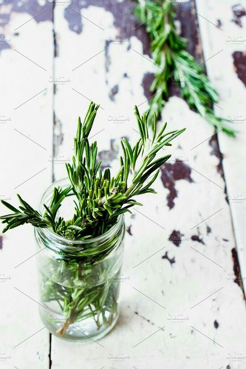 plant