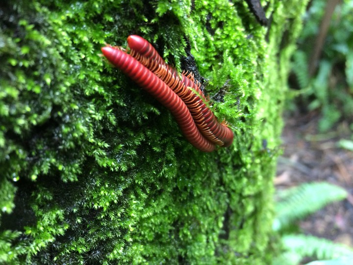 Wild creature