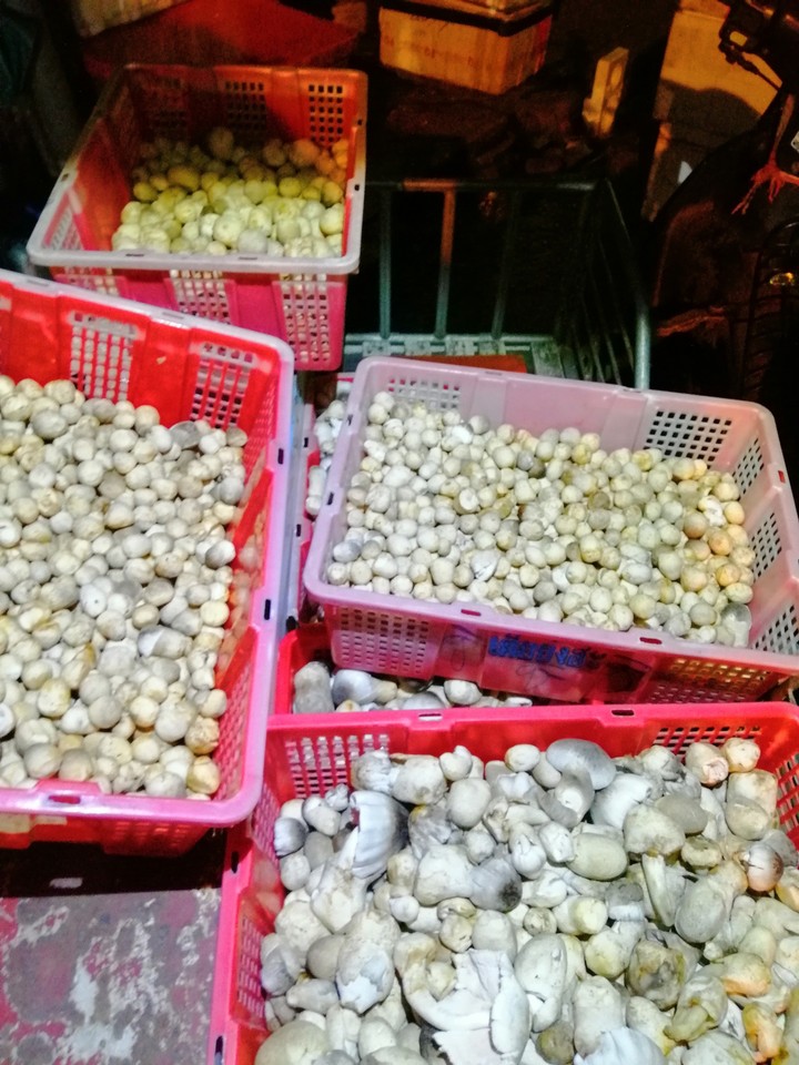 Straw mushroom
