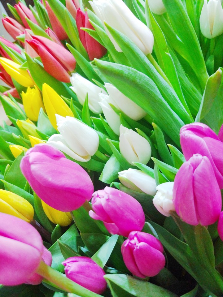Tulips