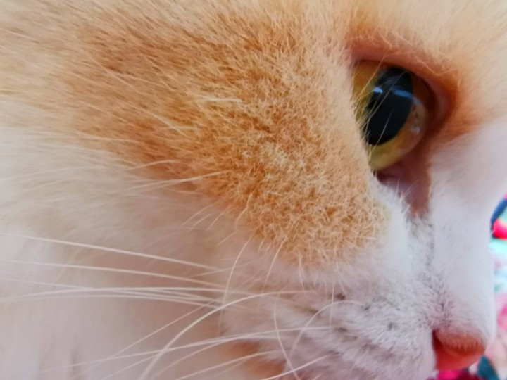 my cat