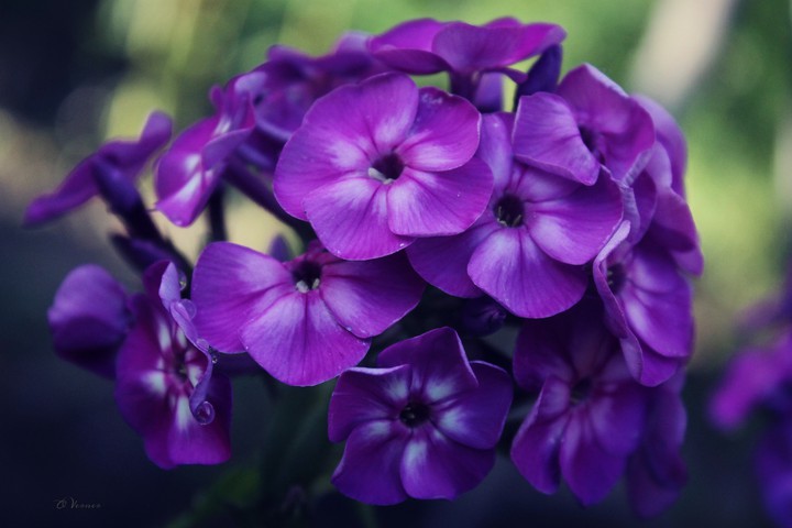 O.V.❁ my flowers