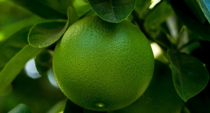 lemon green