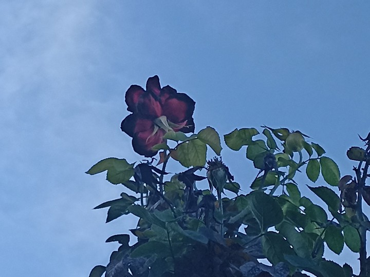 ROSAL