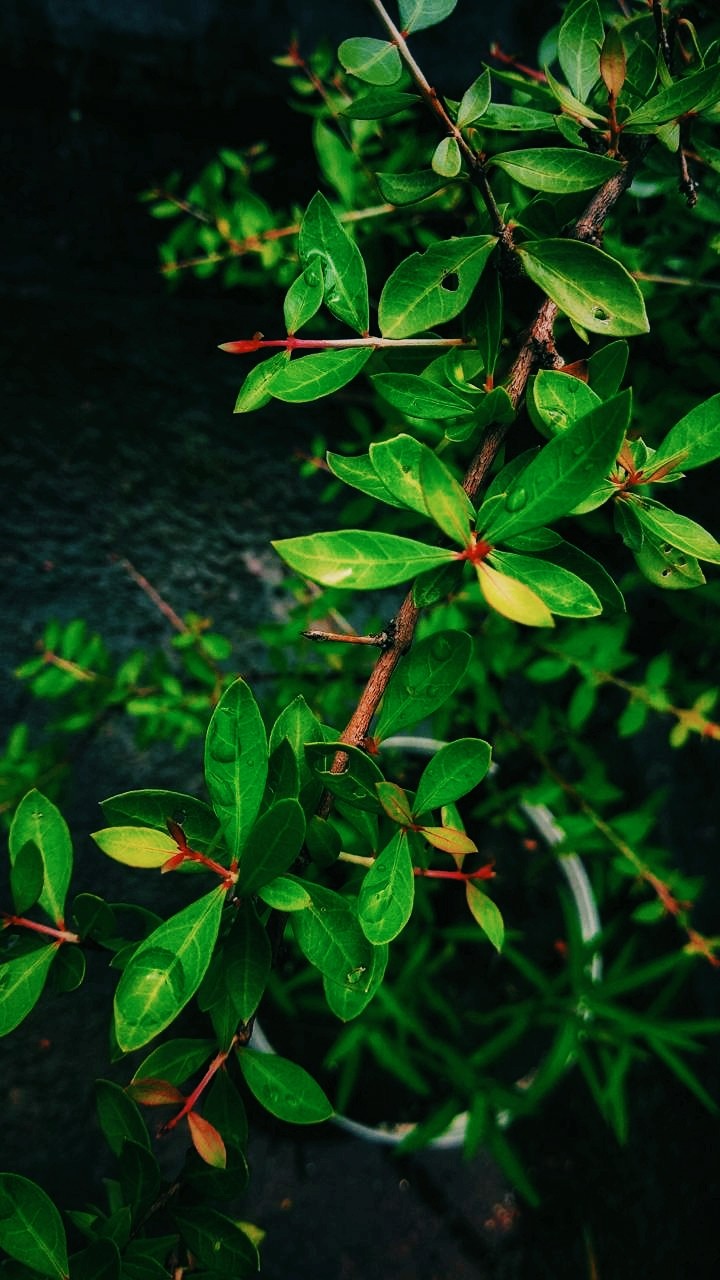 leaf