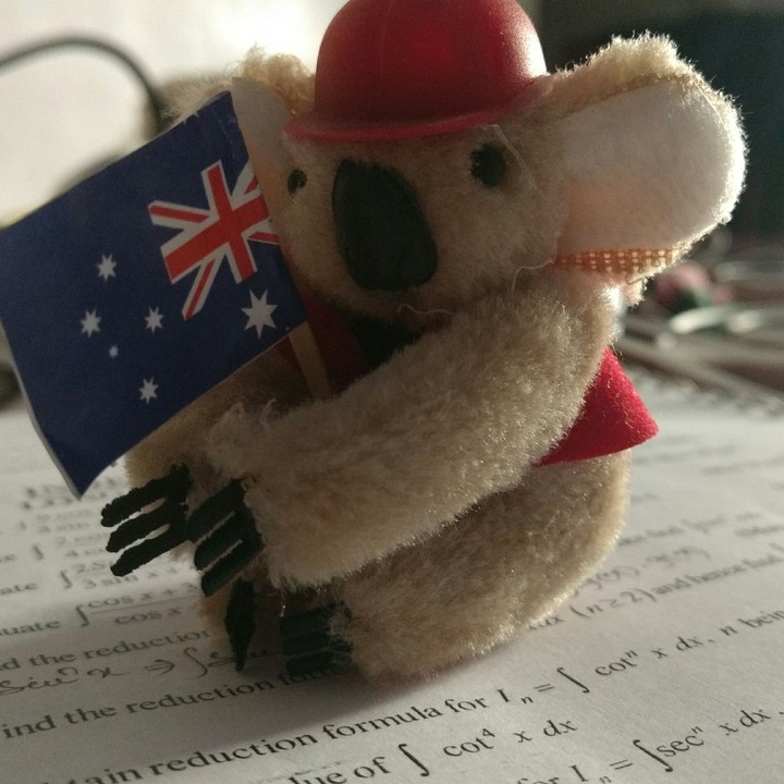 koala