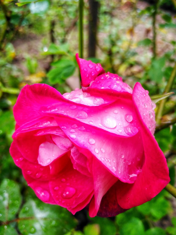 Fresh rose