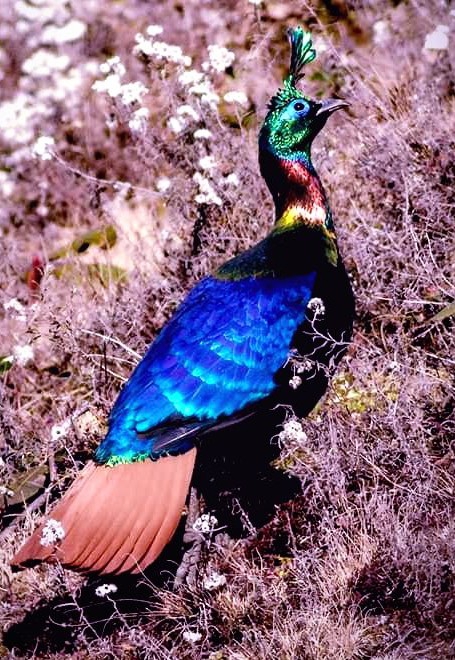 Indian Monal