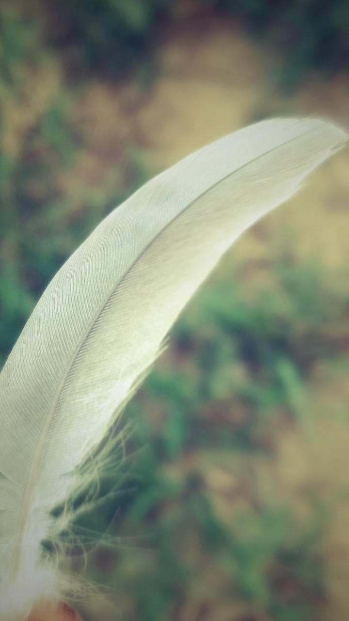 wing