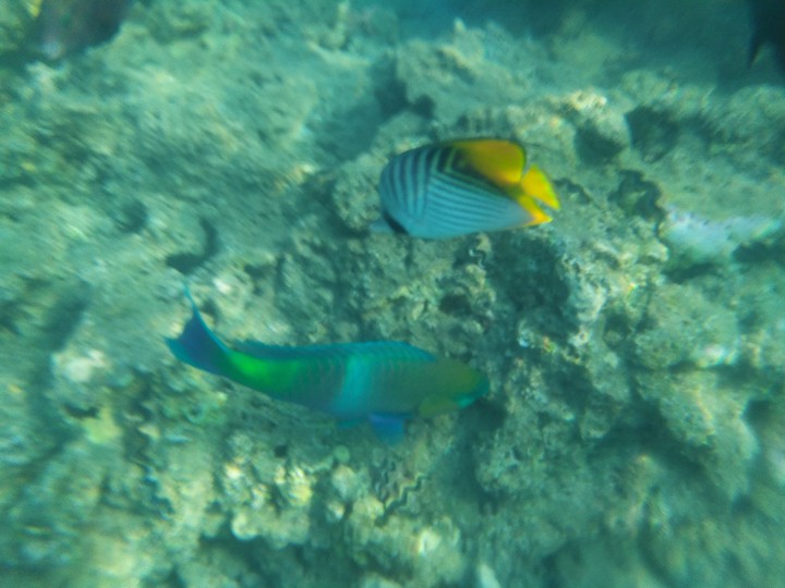 sharm el sheikh in Egypt