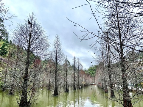 Water, tree háttérképek