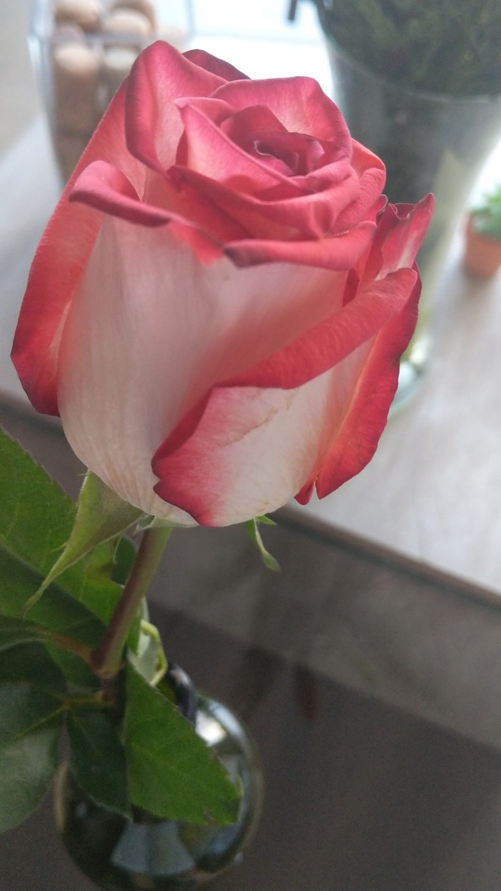 Rosa