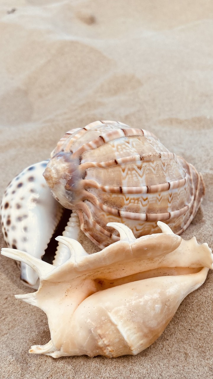 seashells