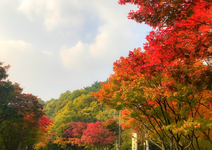 Maple