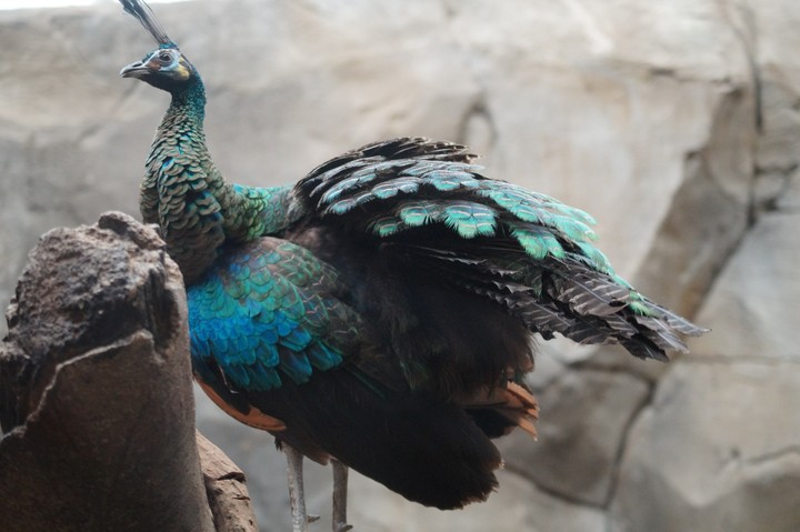 Zoo