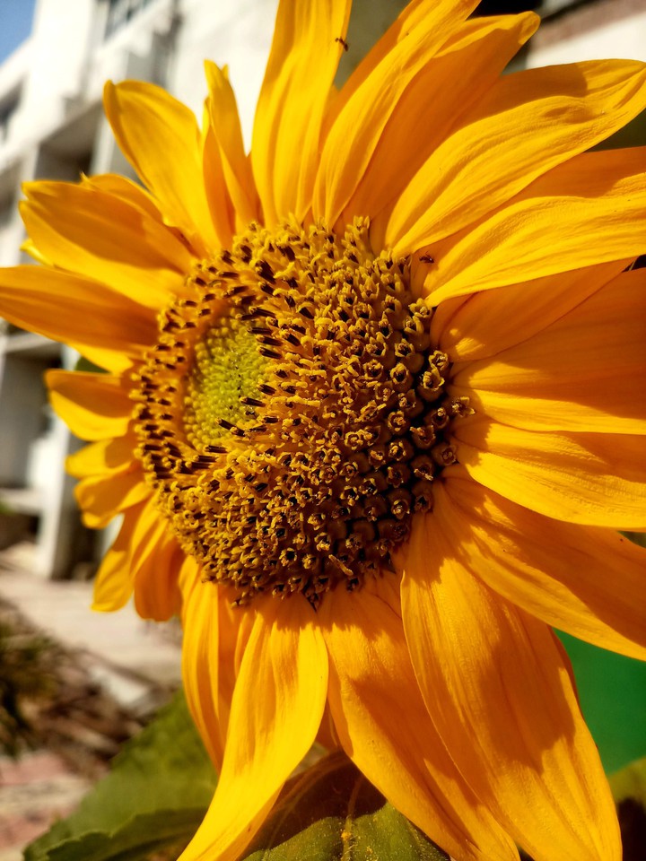 sunflower