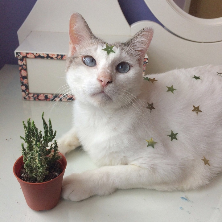 кошка