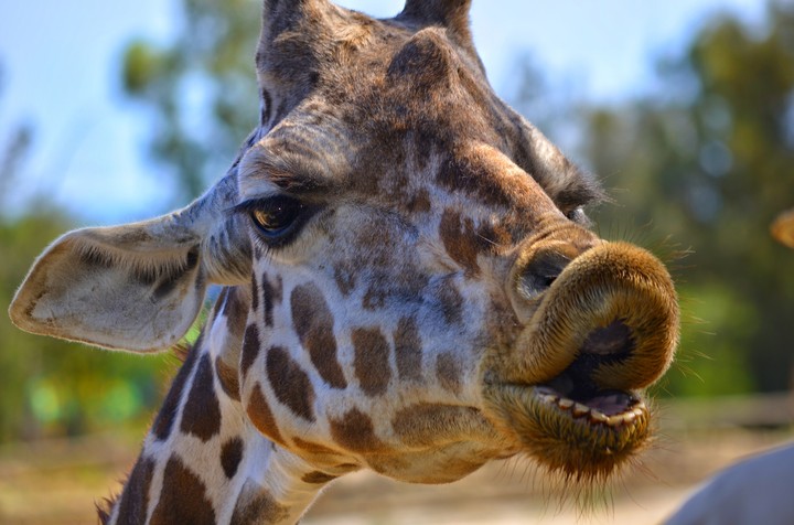 animals