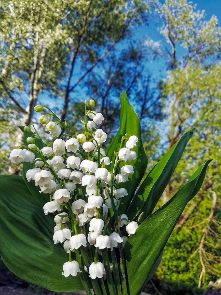 Lilies of the valley
