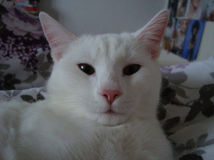 my cat