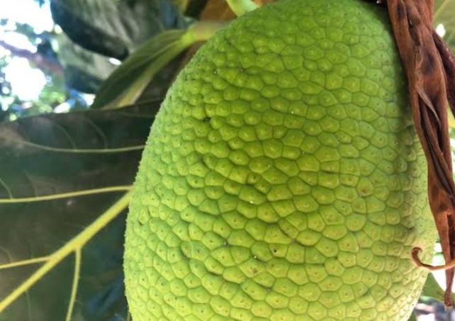 jackfruit